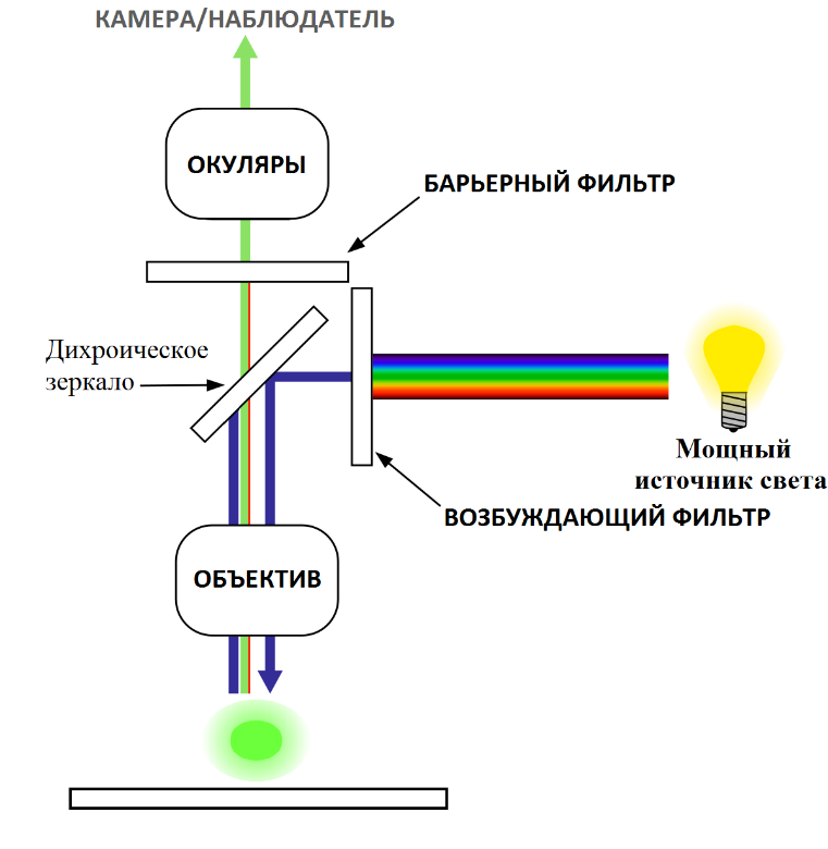 Принцип работы флуоресцентного микроскопа